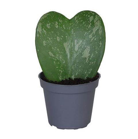 Hoya kerrii 'Splash'
