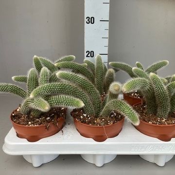 Hildewintera colademononis