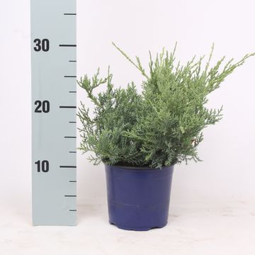 Juniperus x pfitzeriana 'Pfitzeriana Glauca'