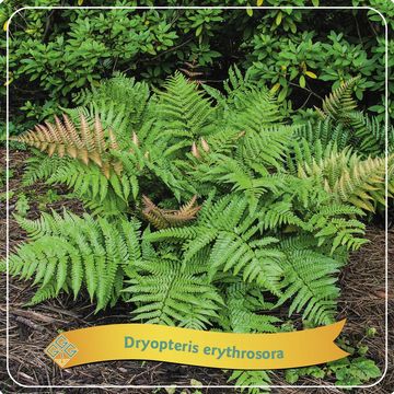 Dryopteris erythrosora