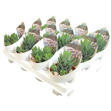 Haworthia reinwardtii