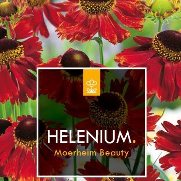 Helenium 'Moerheim Beauty'