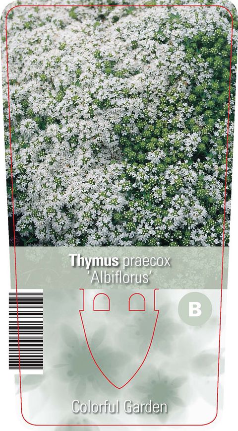 Thymus praecox 'Albiflorus'