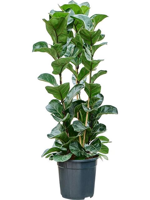 Ficus lyrata 'Bambino'