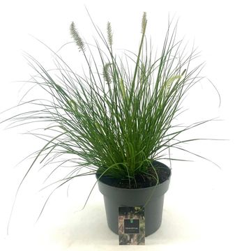 Pennisetum alopecuroides 'Hameln'