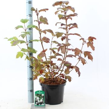 Viburnum opulus 'Розеум'