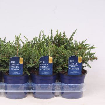 Juniperus communis 'Repanda'