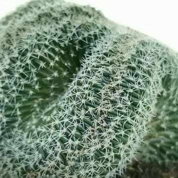 Lobivia densispina cristata