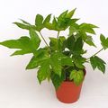 Fatsia japonica