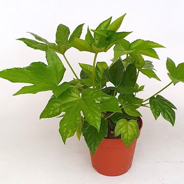Fatsia japonica
