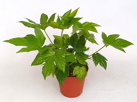 Fatsia japonica