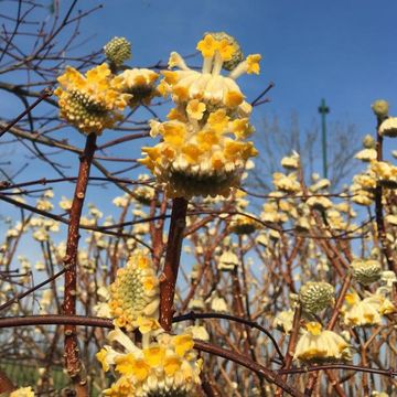 Edgeworthia chrysantha 'Grandiflora'