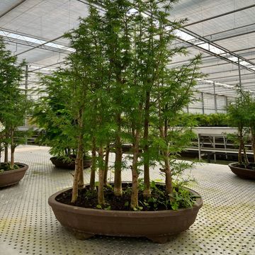 Pseudolarix amabilis