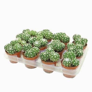 Echinopsis multiplex