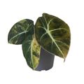 Alocasia 'Black Velvet Gold Aurea Variegata'