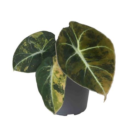 Алоказія 'Black Velvet Gold Aurea Variegata'