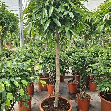 Ficus binnendijkii 'Amstel King'