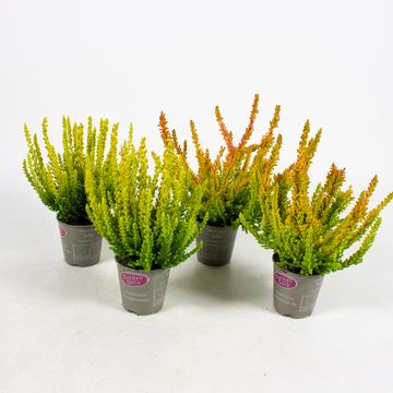 Calluna vulgaris GARDEN GIRLS SUNSET GIRLS MIX