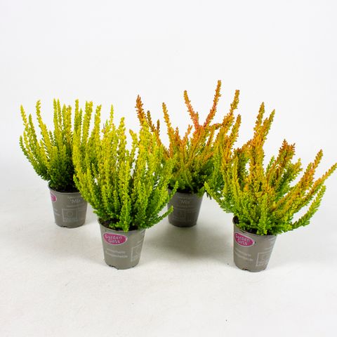 Calluna vulgaris GARDEN GIRLS SUNSET GIRLS MIX