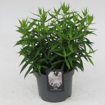 Phlox EARLY WHITE