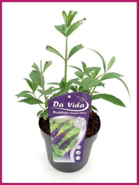 Buddleja davidii 'Empire Blue'