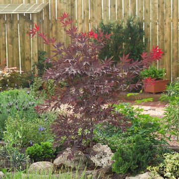 Acer palmatum 'Bloodgood'