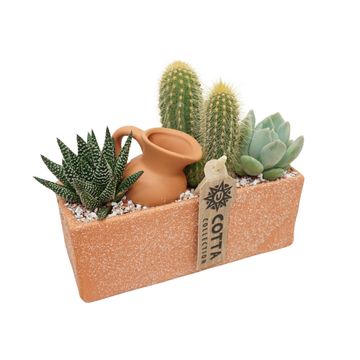 Arrangement Cactus / Succulent