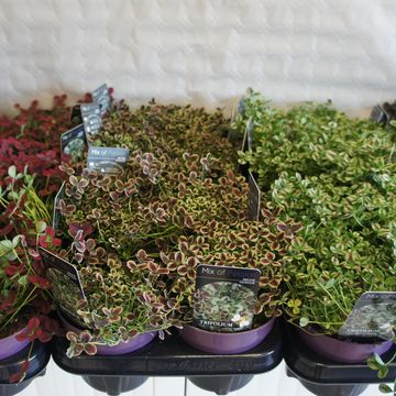 Trifolium repens MIX