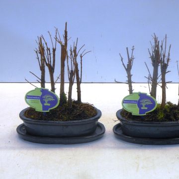 Metasequoia glyptostroboides