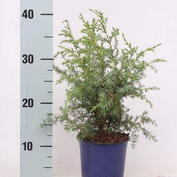 Juniperus communis 'Hibernica'