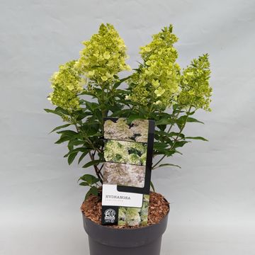 Hydrangea paniculata MAGICAL MATTERHORN