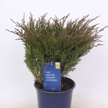 Juniperus horizontalis 'Andorra Compact'