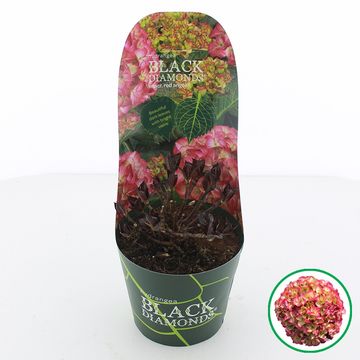 Hydrangea macrophylla BLACK DIAMONDS RED ANGEL