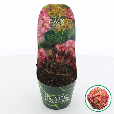 Hydrangea macrophylla BLACK DIAMONDS RED ANGEL