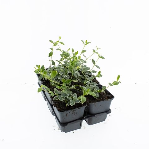 Vinca minor 'Ralph Shugert'