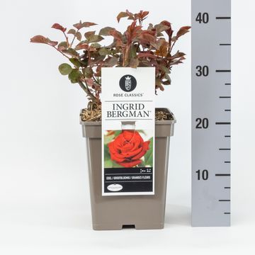 Rosa INGRID BERGMAN