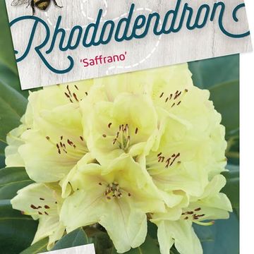 Rhododendron 'Saffrano'