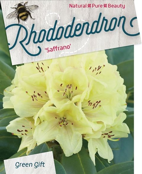 Rhododendron 'Saffrano'