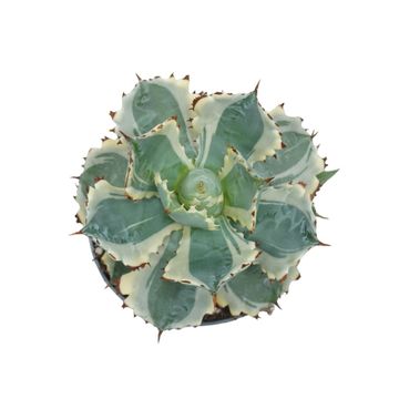 Agave potatorum 'Variegata'