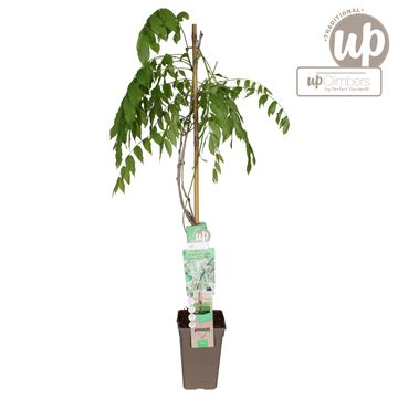 Wisteria floribunda 'Alba'