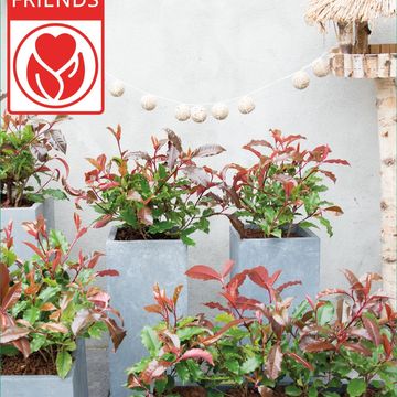 Photinia x fraseri MAGICAL VOLCANO