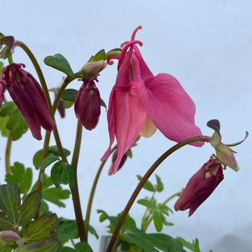 Aquilegia SPRING MAGIC MIX