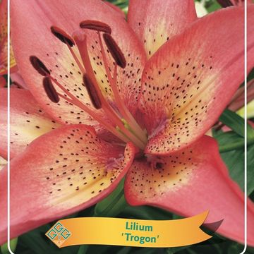Лилия 'Trogon'