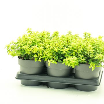 Pittosporum tenuifolium 'Golf Ball'