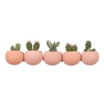 Cactus MIX
