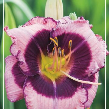 Hemerocallis 'Macbeth'