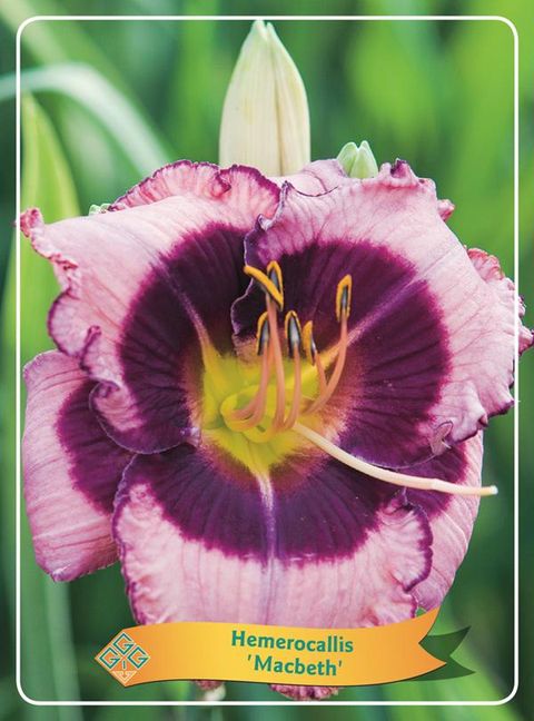 Hemerocallis 'Macbeth'