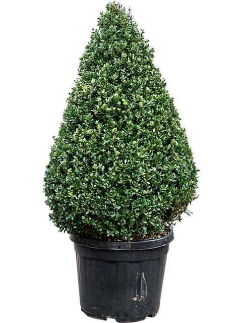 Ilex crenata DARK GREEN