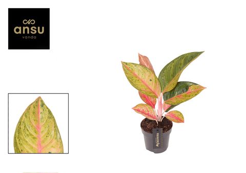 Aglaonema 'Gala Red'