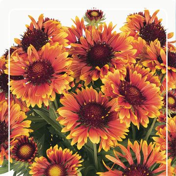 Gaillardia aristata SPINTOP MARIACHI COPPER SUN